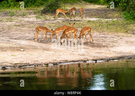 Una mandria di Impala ( Aepyceros melampus) presso il lago Kariba lungo il fiume Zambesi, Zimbabwe Foto Stock