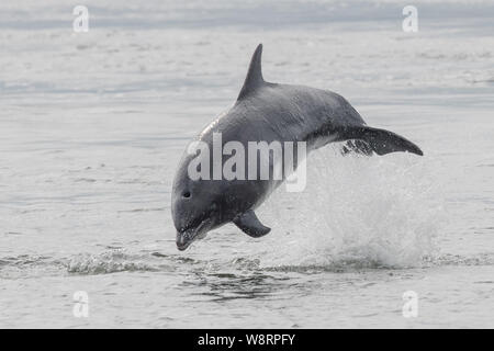 Il tursiope o delfino maggiore al punto Chanonry nelle Highlands scozzesi Foto Stock