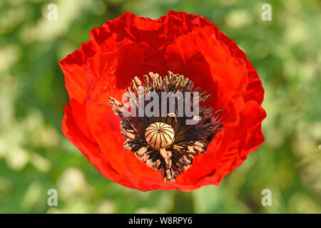 Fiore di papavero closeup Foto Stock