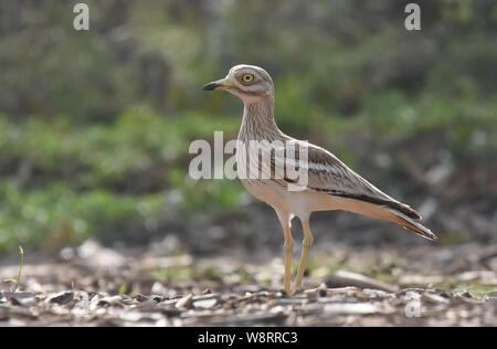 La miscela euroasiatica di pietra-curlew si fonde nel suo habitat Foto Stock