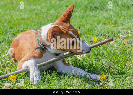 Basenji cucciolo di cane giocando con un albero in estate all'aperto.Basenji Kongo Terrier cane. Il Basenji è una razza di cane da caccia Foto Stock