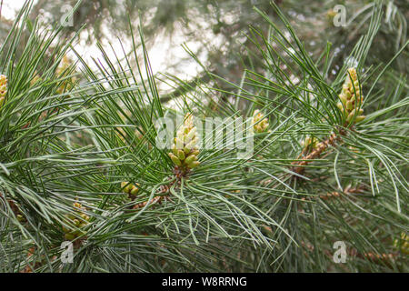 Rami di pino giallo con i coni. Conifere, aghi di pino di gemme e coni, close-up giallo pino europeo Foto Stock