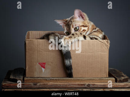 Ritratto di giovane Gatto bengala divertendosi in lei in scatola di cartone Foto Stock