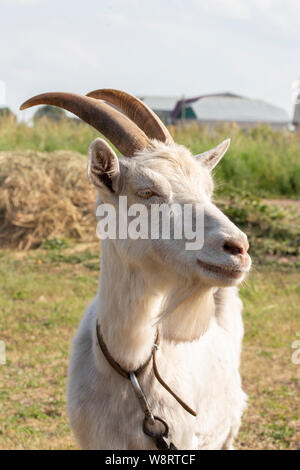 Capra bianca con le corna e la barba, profilo ritratto di close-up. Agricoltore capra su prato, bellissimo profilo di capra, lana bianca gli occhi gialli barba lunga Foto Stock