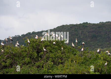 Giallo-fatturati stork (Mycteria ibis) colonia nidificazione. Questo grandi trampolieri si trova in Africa a sud del Sahara. Esso utilizza la sua lunga bill per la cattura di pesci Foto Stock