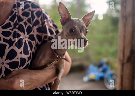 Russian Toy Terrier seduti sulle mani del suo proprietario. Foto Stock