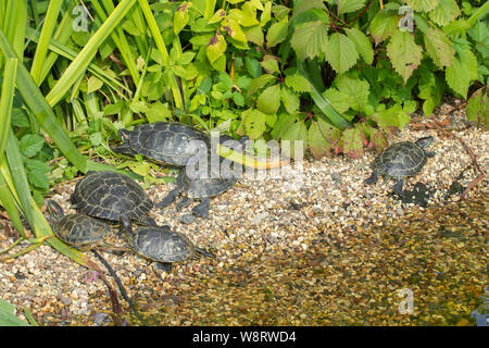 Rosso-eared cursori crogiolatevi al sole sulle rocce sul lago di stagno. Un branco di tartarughe marine in ambiente selvaggio appoggiato turtle shore. Rosso-eared tartarughe gruppo di famiglia Foto Stock