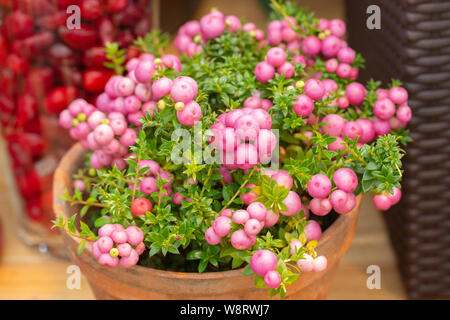 Pernettya mucronata arbusto sempreverde con bacche di rosa. Piante ornamentali della famiglia di erica. Il gaulteriya porta rosa bianco viola. Foto Stock