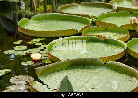 Victoria amazonica acqua giglio - la più grande Nymphaeaceae ninfea. Molte foglie di Victoria amazonica galleggianti in acqua close-up Foto Stock