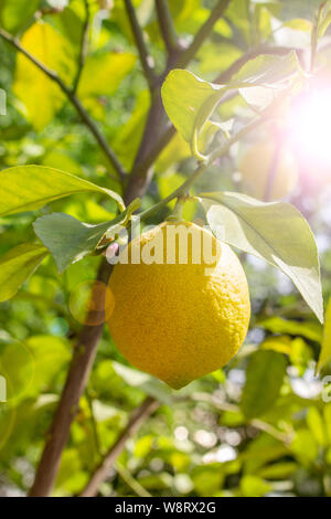 Limone maturi frutti pendenti su un ramo, sun flare. Frutto giallo limone Citrus limetta fresco e naturale con foglie. Lemon Tree frutti Foto Stock