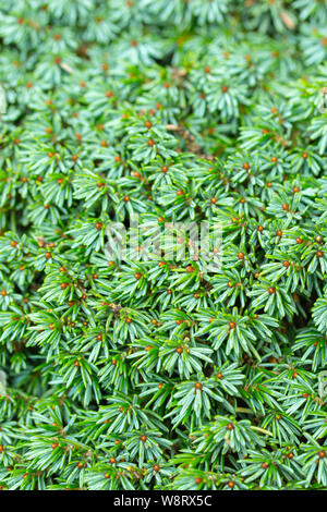 Evergreen di conifere ginepro Juniperus colore verde brillante texture di sfondo di close-up. Foglie di massa di ginepro gara verdi succosa color Foto Stock