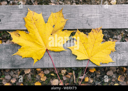 Foglie di autunno giacciono su una panca in legno. Giallo secco foglie di acero. La natura del cambiamento di stagione. Piatto, laici vista superiore Foto Stock