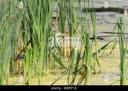 Heron grigio (Ardea cinerea) in reedbed al bordo delle acque stalking preda. Grande grigio in bianco e nero gli uccelli acquatici con un collo lungo le gambe e pugnale-come bill. Foto Stock