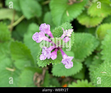 Stachys macrantha 'Superba' Foto Stock