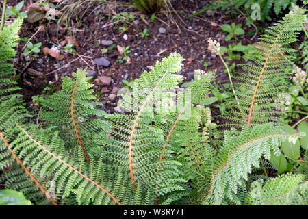 Polystichum setiferum, morbido scudo fern Foto Stock