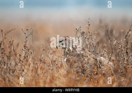 Comune poiana (Buteo buteo), nascosto in un'erba e in attesa per il mouse Foto Stock