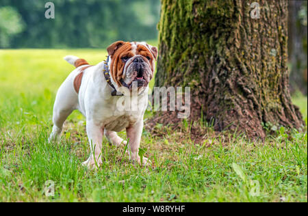 Giovani Bulldog inglese, in piedi in un prato in un parco e guardando in lontananza Foto Stock