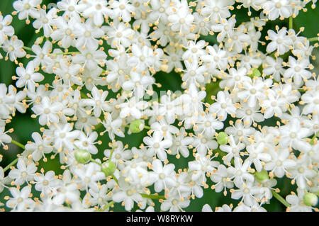 Close up foto di fiori bianchi di lâ Elderflower (Sambucus nigra) arbusto Foto Stock