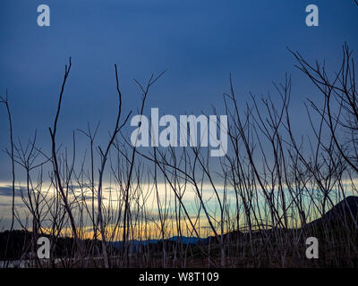 Albero secco, Cielo di tramonto,vista lungo il Kaeng Krachan Dam Foto Stock