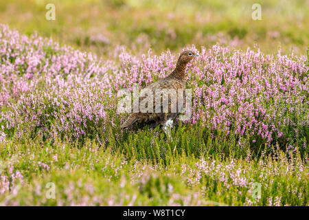 Red Grouse (nome scientifico: Lagopus Lagopus) giovane maschio red grouse, sorgeva in una naturale habitat brughiera durante il mese di agosto, con erbe e erica viola Foto Stock