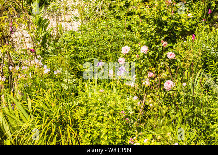 Nel giardino Haddon Derbyshire Ray Boswell Foto Stock