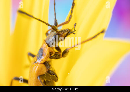 Foto macro di un soldato oro beetle Pennsylvania leatherwing bug su un girasole petali coperti di polline Foto Stock