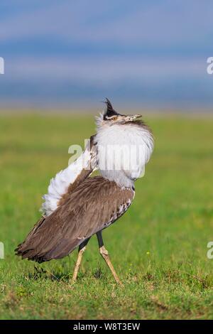 Kori maschio bustard (Ardeotis kori), courtshiping, il Masai Mara riserva nazionale, Kenya Foto Stock