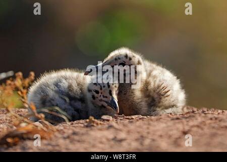 Europea di gabbiani reali (Larus argentatus), due pulcini che giace vicino insieme sul terreno, Helgoland, Schleswig-Holstein, Germania Foto Stock