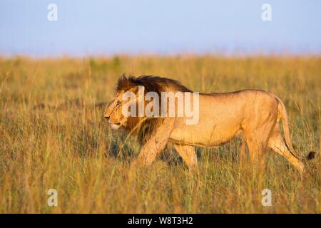Leone africano (Panthera leo), maschio a piedi in erba alta, il Masai Mara riserva nazionale, Kenya Foto Stock