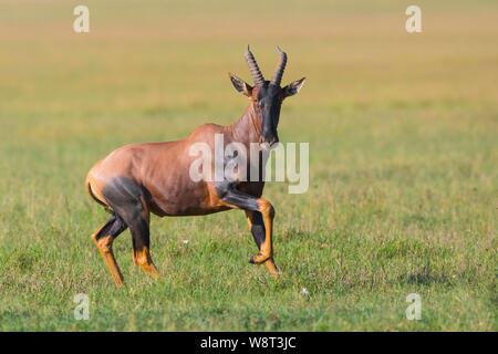 Topi (Damaliscus lunatus), corsa, Masai Mara riserva nazionale, Kenya Foto Stock