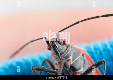 Foto macro di un bug boxelder boisea trivittata pest domestici con gli occhi rossi, corpo nero, e le linee di colore arancione Foto Stock