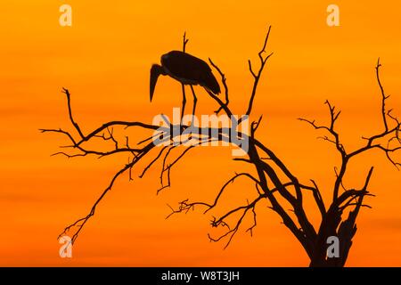 Silhouette di una Marabou stork (Leptoptilos crumeniferus) su un albero morto al tramonto, il Masai Mara riserva nazionale, Kenya Foto Stock