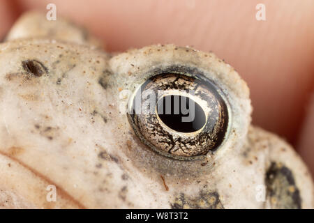 Foto macro di un rospo's eye con un sacco di dettagli e raffreddare le texture e modelli Foto Stock