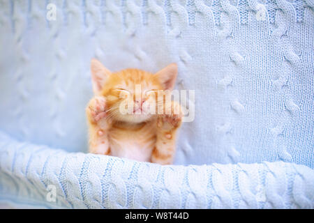 Bambino gatto dorme. Lo zenzero gattino sul lettino sotto coperta a maglia. Animale domestico. Sonno e accogliente tempo nap. Home pet. Giovani gatti. Carino gatti divertenti a0 Foto Stock