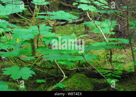 La primavera in Alaskan rare Tongass costiere rainforest rivela bellissimi strati di verde in nuove foglie, felci e licheni fresco.. Foto Stock