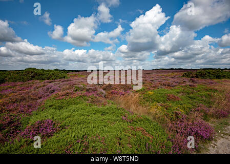 Belle brughiera a Dunwich Heath, Suffolk, Regno Unito Foto Stock