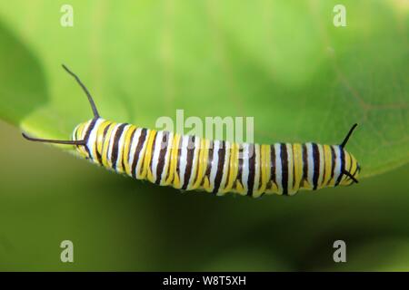 Close up di un monarca Caterpillar su una foglia Milkweed Foto Stock