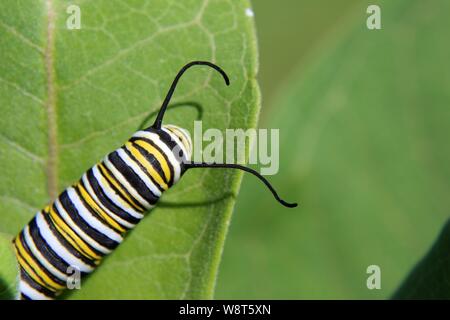 Close up di un monarca Caterpillar testa con antenne Foto Stock