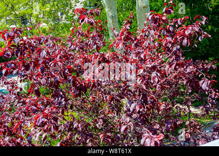 Sargent di ciliegio, Prunus sargentii, molla fogliame, Alsazia, Francia, Europa Foto Stock