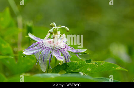 Fiore della passione di vite (Passiflora incarnata) in fiore nel cortile in Virginia centrale dopo una pioggia. Unico membro del genere originario del Nord America. Foto Stock