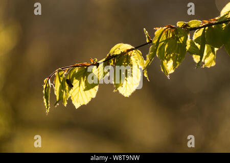 Alcuni faggio lascia retroilluminati da una calda luce del mattino nella foresta Foto Stock