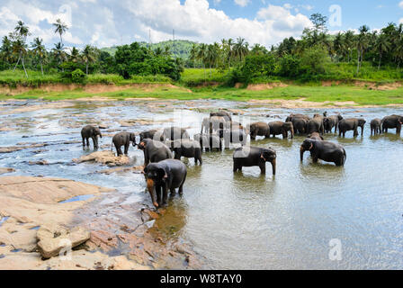 Un branco di elefanti di balneazione in un lago, Pinnawala Pinnawala, Sri Lanka Foto Stock