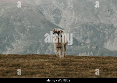 Medio corto-rivestito grigio e cane bianco su una collina verde sotto con le montagne sullo sfondo Foto Stock