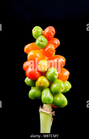 Le bacche di maturazione dei signori e signore impianto Arum maculatum fotografata in uno studio contro uno sfondo nero. Nord Inghilterra Dorset Regno Unito GB Foto Stock