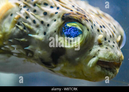 Porcupine Puffer fish Diodon holocanthus Bermuda Aquarium, il Museo e lo Zoo - Pufferfish closeup fluorescente con occhi blu - acqua salata pesce tropicale Foto Stock