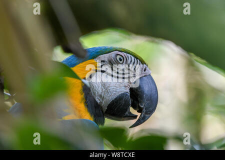 Blu-giallo macaw - Ara ararauna - blu e oro macaw - blu e giallo | blu e oro parrot Foto Stock