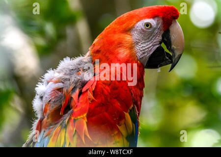 Scarlet Macaw moulting / muta closeup - Ara macao moulting close up - South American parrot - uccello moulting piuma Foto Stock