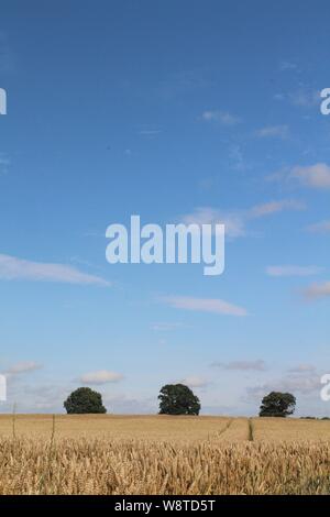 Cornfield con alberi e cielo blu e nuvole su una giornata d'estate, Selby North Yorkshire NEL REGNO UNITO Foto Stock