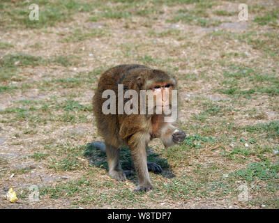 Monkey, Phra Prang Sam Yot tempio Khmer, Lopburi, Thailandia, Asia Foto Stock