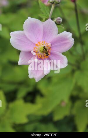 WASP, Bee o Hoverfly raccogliere nettare da fiore, Anemone ibrida in Knottingley West Yorkshire Gran Bretagna, Regno Unito Foto Stock